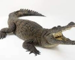 CROCODILE