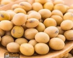 SOYA BEAN 