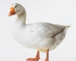 GOOSE