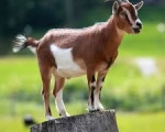GOAT 