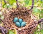 NEST