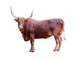 OX
