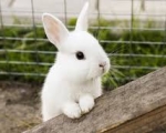 RABBIT 