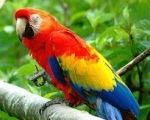 PARROT