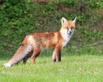 FOX