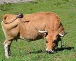 OX