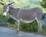 DONKEY 