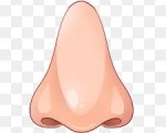 NOSE