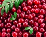 CRANBERRY