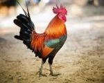 ROOSTER 