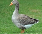 GOOSE