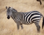 zebra