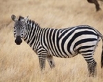 zebra