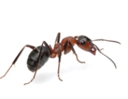 ant