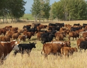 CATTLE
