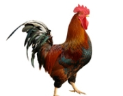 ROOSTER