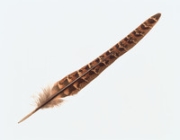 FEATHER