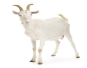 goat