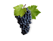 GRAPE