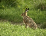HARE