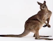 kangaroo