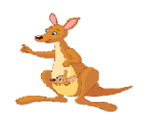 kangaroo