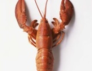 LOBSTER