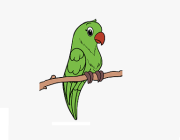 PARROT