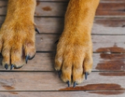 PAW