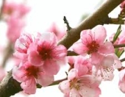 peach blossom