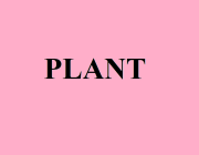 PLANT
