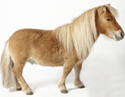 PONY