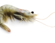 SHRIMP