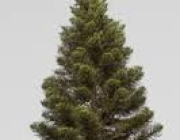 PINE 