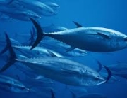 TUNA 