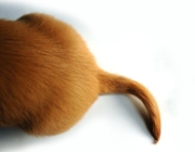 TAIL