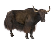 yak