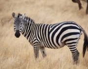 zebra